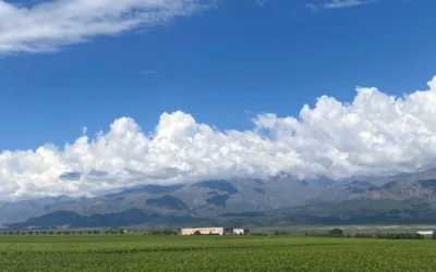 Michel Rolland: Descubra a Experiência Única dos Passeios nas Vinícolas de Mendoza com a MAMUT